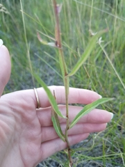 Lactuca pulchella