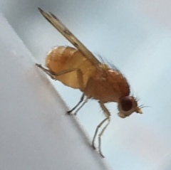 Lauxaniidae