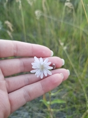 Lactuca pulchella