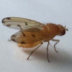 Lauxaniidae