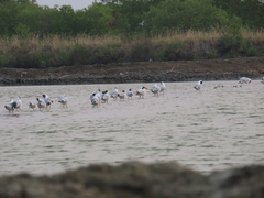 Chroicocephalus brunnicephalus