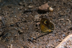 Mycalesis patnia