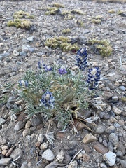 Lupinus lepidus sellulus