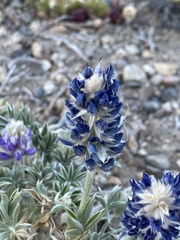Lupinus lepidus sellulus