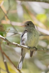 Empidonax difficilis