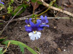 Nemesia versicolor