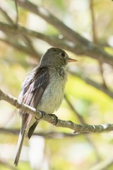 Empidonax difficilis