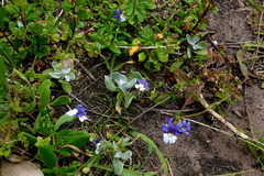 Nemesia versicolor