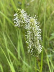 Sanguisorba