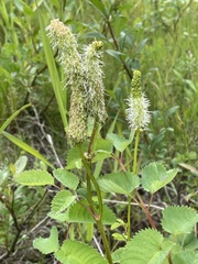 Sanguisorba