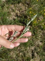 Pseudopodospermum molle