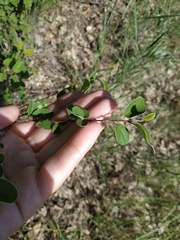 Cotoneaster tauricus