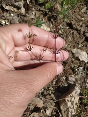 Galium tenuissimum