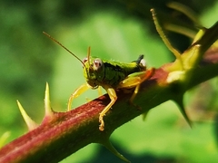 Micropodisma salamandra