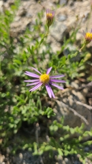 Erigeron breweri breweri