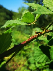 Micropodisma salamandra