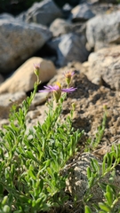 Erigeron breweri breweri