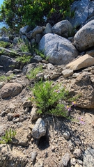 Erigeron breweri breweri