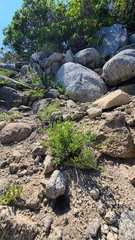 Erigeron breweri breweri