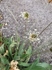 Plantago lanceolata