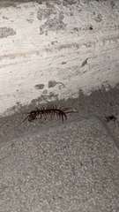 Lithobius forficatus