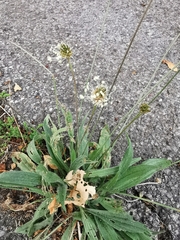 Plantago lanceolata