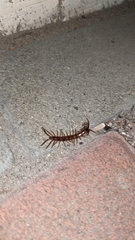 Lithobius forficatus