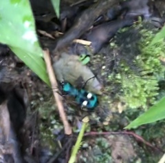 Pseudoxycheila tarsalis