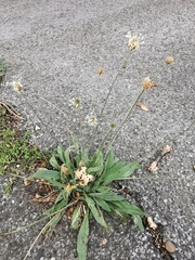 Plantago lanceolata