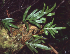 Selliguea taeniata