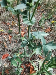 Sonchus oleraceus