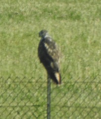 Buteo buteo
