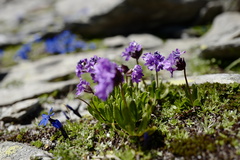 Primula glutinosa