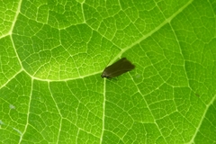 Acompsia cinerella