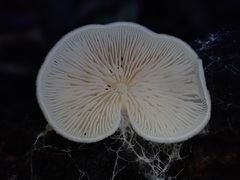 Entoloma ravinense