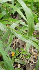 Agriocnemis femina