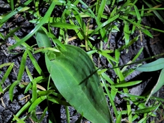Sacoila lanceolata var. lanceolata image