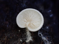 Entoloma ravinense