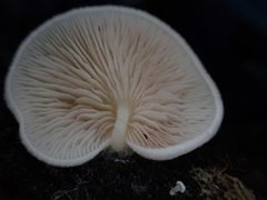 Entoloma ravinense