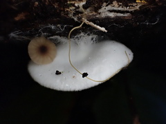 Entoloma ravinense