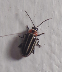 Disonycha pensylvanica