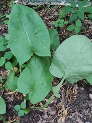 Cicerbita macrophylla