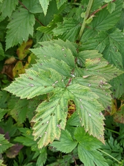 Filipendula ulmaria