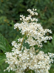 Filipendula ulmaria