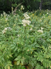Filipendula ulmaria