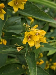 Lysimachia vulgaris