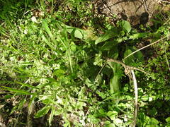 Pulmonaria longifolia