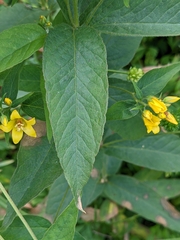 Lysimachia vulgaris