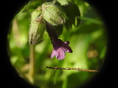 Pulmonaria longifolia