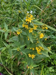 Lysimachia vulgaris